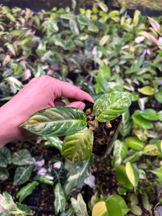 Xanthosoma Lindenii Aurea Variegated 3” pot growers choice