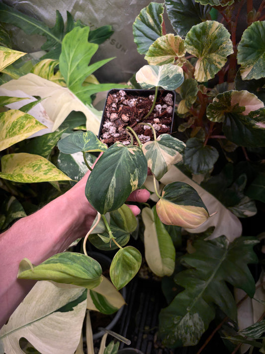 Philodendron Micans Aurea variegated 4” pot growers choice