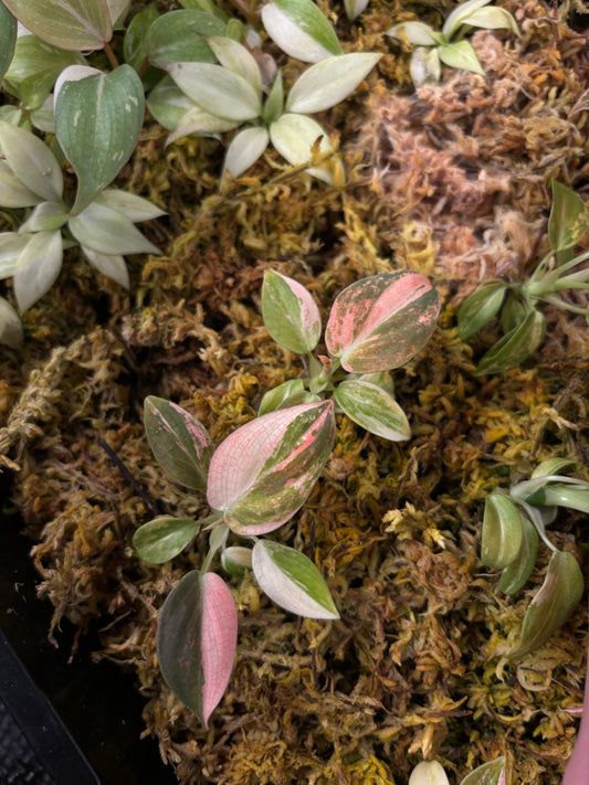 Philodendron melanochrysum orange pink variegated *starter plant growers choice