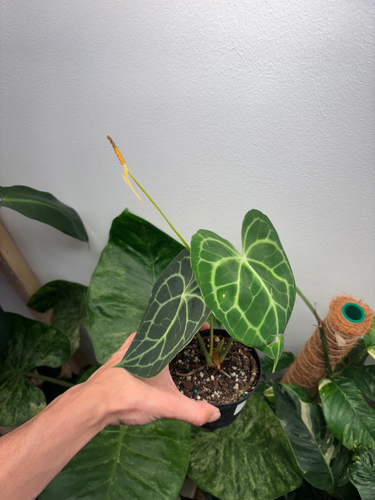 Anthurium Clarinervium 4” pot growers choice