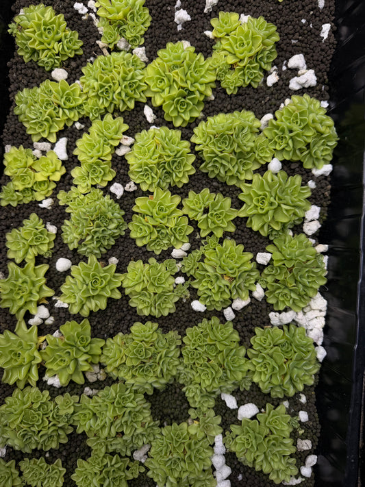 Pinguicula Kondoi cluster - 3-5 plants