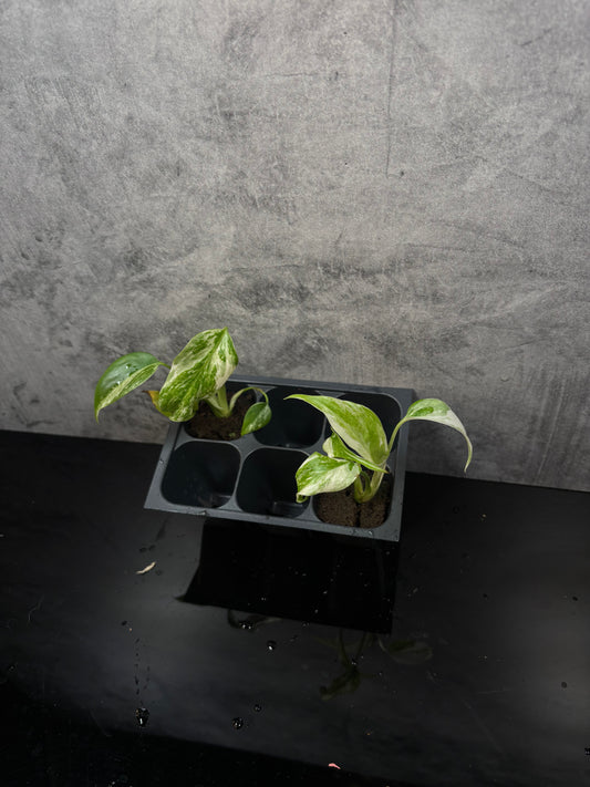 Monstera albo variegated *starter plug growers choice