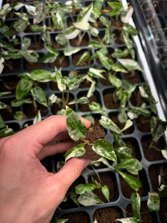 Alocasia bambino pink variegated starter plug growers choice