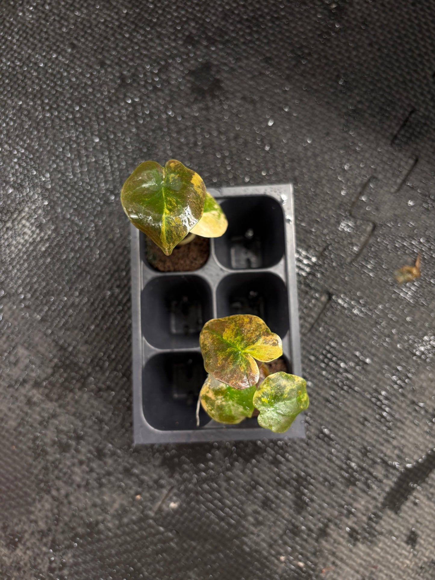 Alocasia cuprea aurea *growers choice starter plug