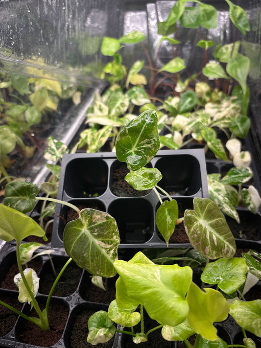 Alocasia black velvet pink *starter plug growers choice