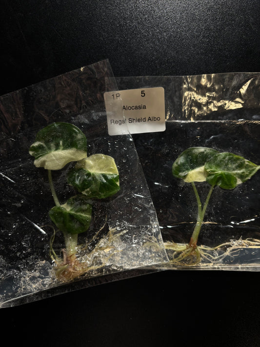 Alocasia regal shield albo - ships in 3-4 weeks growers choice rare tissue culture