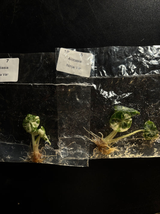 Alocasia ninja albo variegated - ships in 3-4 weeks growers choice rare tissue culture