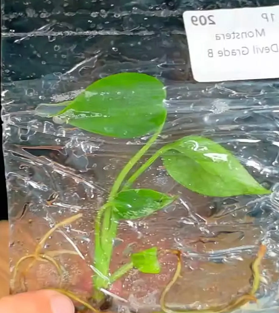 Monstera devil monster Grade B TC - will show variegation in later growth