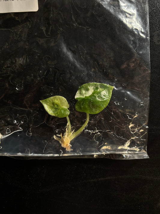 Alocasia nebula pink variegated - ships in 3-4 weeks growers choice rare tissue culture