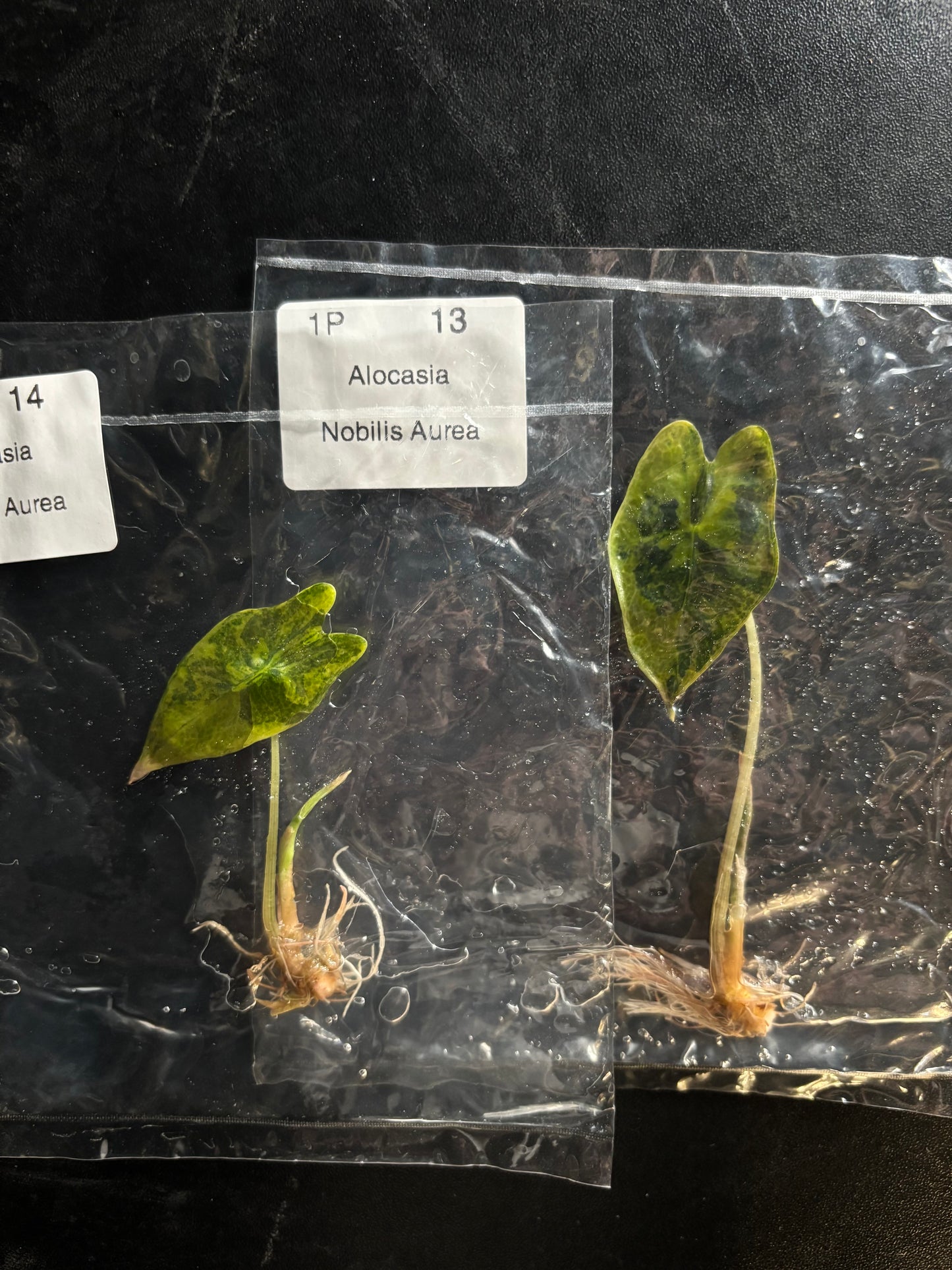 Alocasia nobilis aurea variegated - ships in 3-4 weeks growers choice rare tissue culture