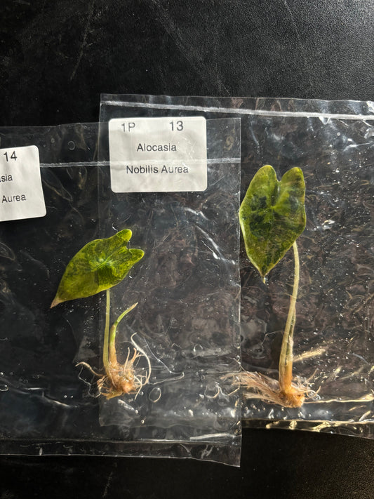 Alocasia nobilis aurea variegated - ships in 3-4 weeks growers choice rare tissue culture