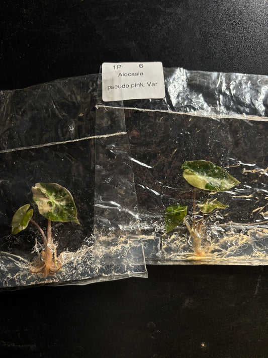 Alocasia pseudo sanderiana pink - ships in 3-4 weeks growers choice rare tissue culture