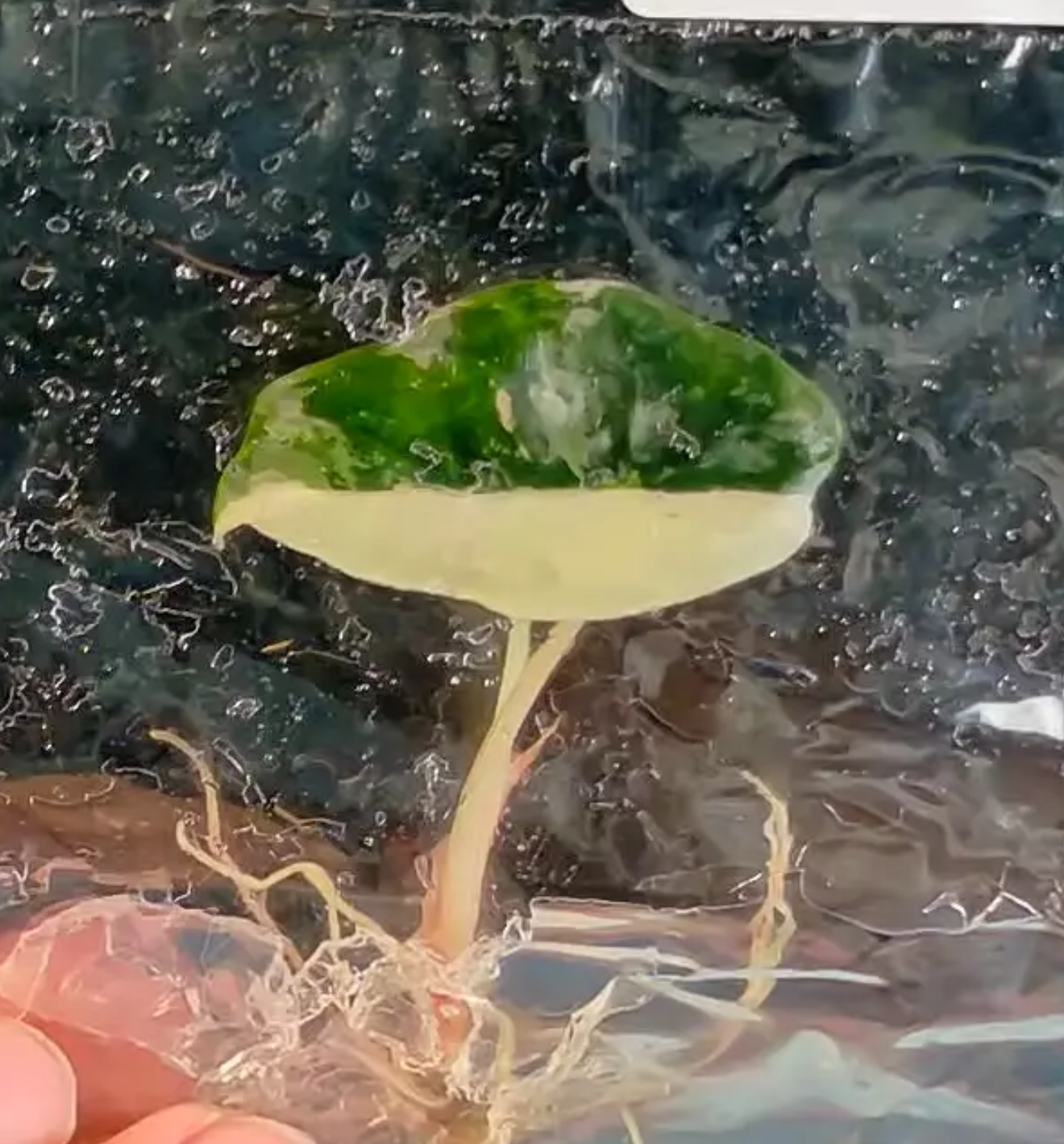 Aloacsia chantrieri pink variegated - ships in 1-3 weeks growers choice tissue culture