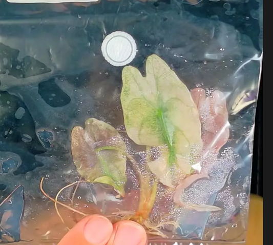 Alocasia Venom Pink Mink - growers choice tissue culture ships in 1-3 weeks
