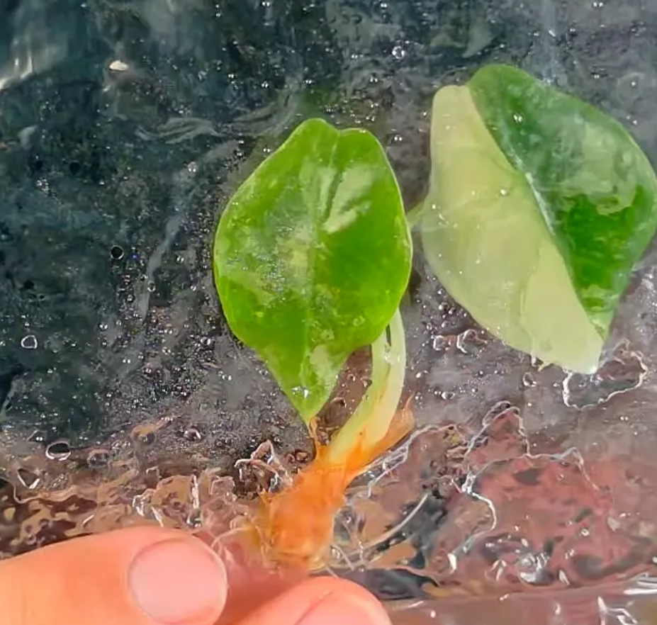 Alocasia Sendenii Pink - Growers choice tissue culture ships in 1-3 weeks