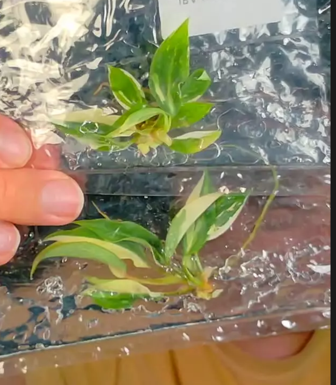Philodendron gloriosum tri color tissue culture - ships in 1-3 weeks growers choice