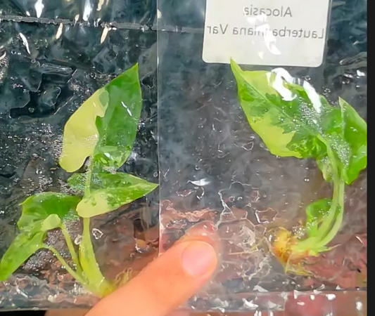 Alocasia Luaterbachiana tissue culture growers choice - ships in 1-3 weeks