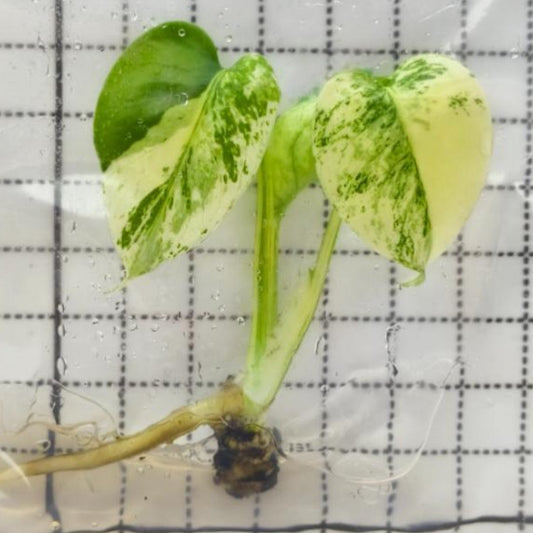 Monstera White Monster mint tissue culture 1 plant