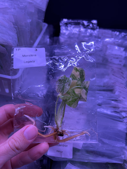 Monstera legacy variegated tissue culture | ships in 2-3 weeks
