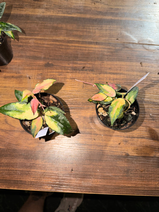 Caudata var. #299 left side