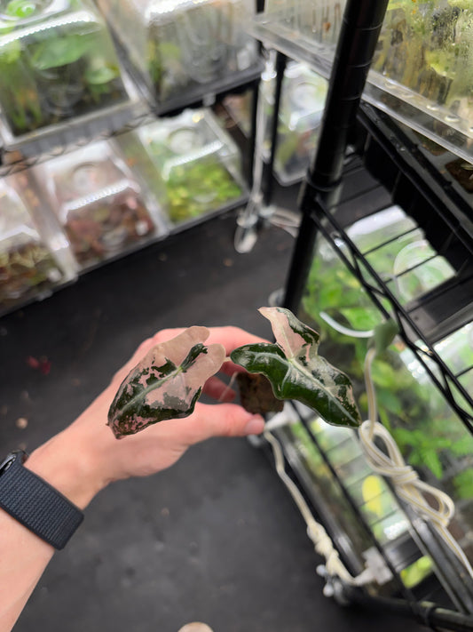 Nobilis pink variegated starter plug *growers choice