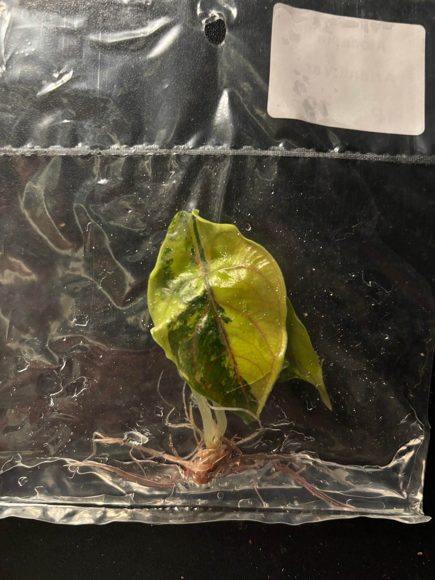 Rare* Alocasia Azlanii gold aurea variegated tissue culture plant - ships in 3-4 weeks