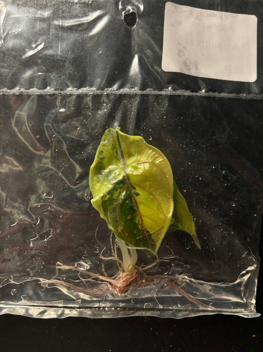 Rare* Alocasia Azlanii gold aurea variegated tissue culture plant - ships in 3-4 weeks