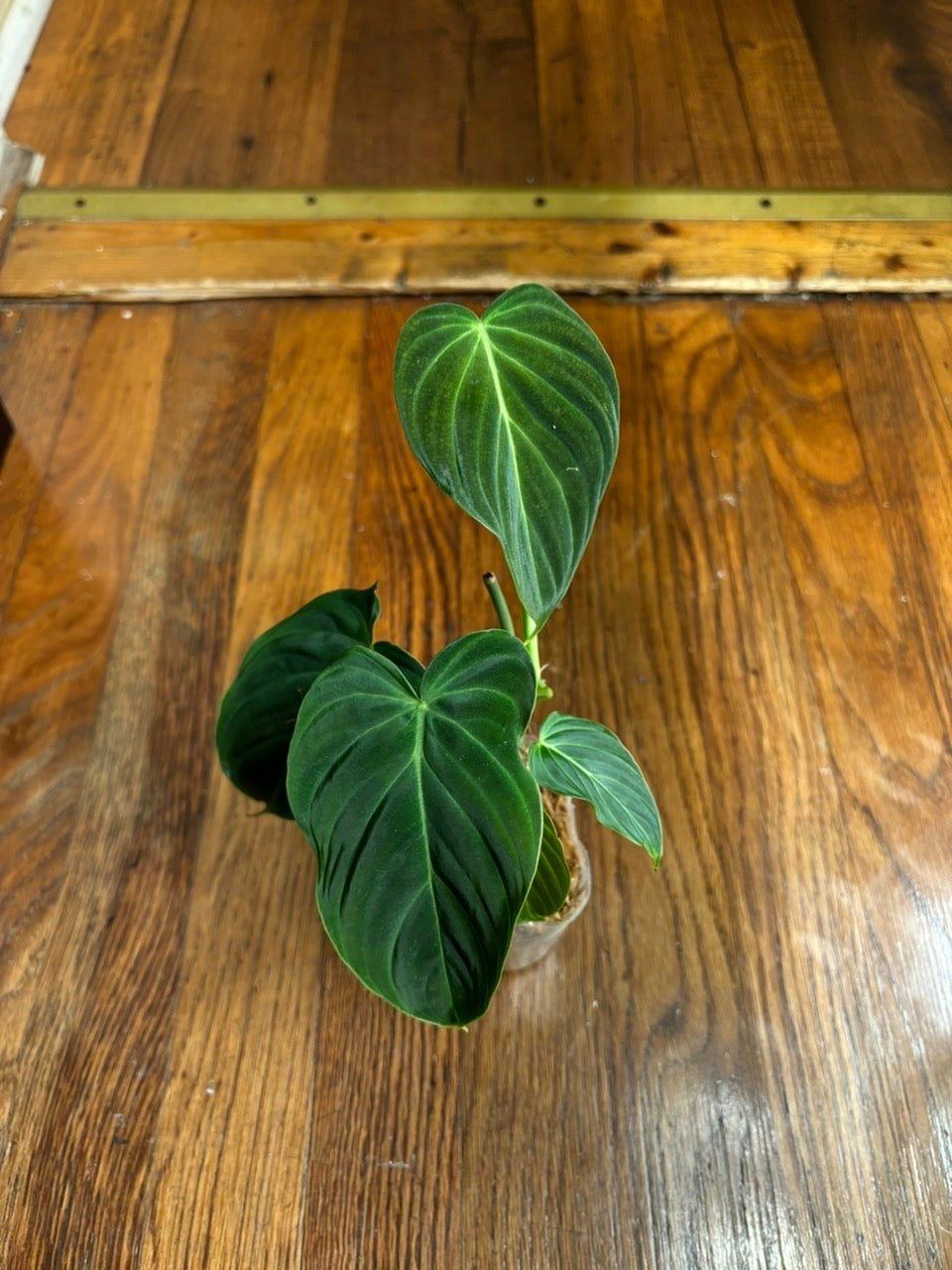 Philodendron Splendid