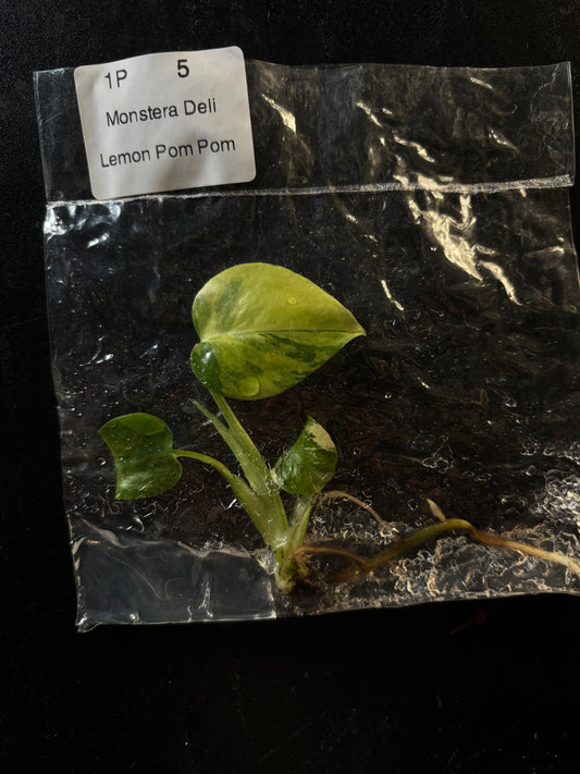 Monstera Pom Pom variegated - ships in 3-4 weeks growers choice rare tissue culture