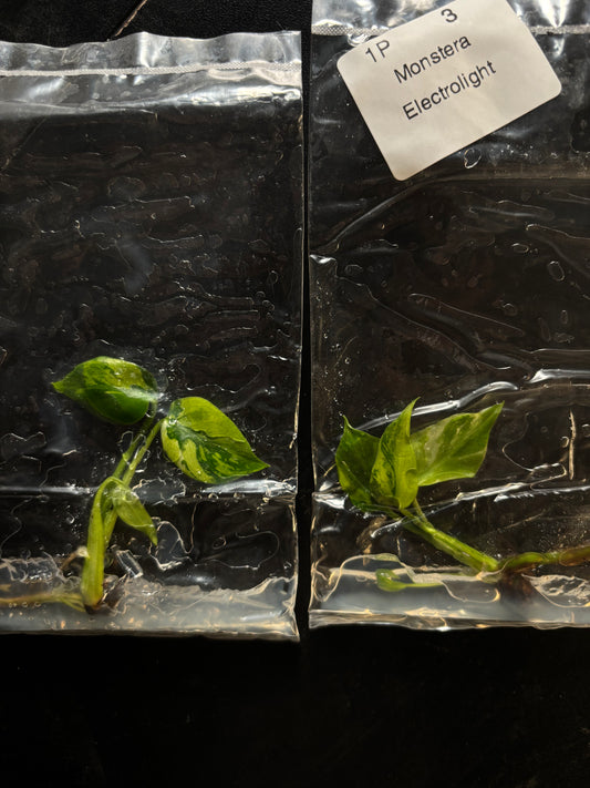 Monstera electrolyte - ships in 3-4 weeks growers choice rare tissue culture