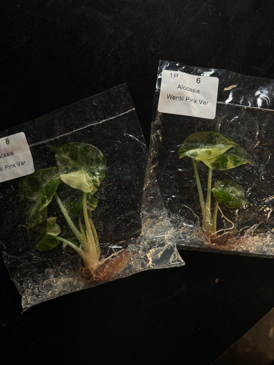 Alocasia wentii pink - ships in 3-4 weeks growers choice rare tissue culture