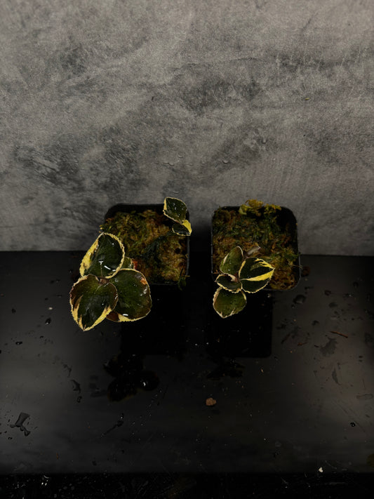 Jewel orchid black swan variegated 2” pot growers choice