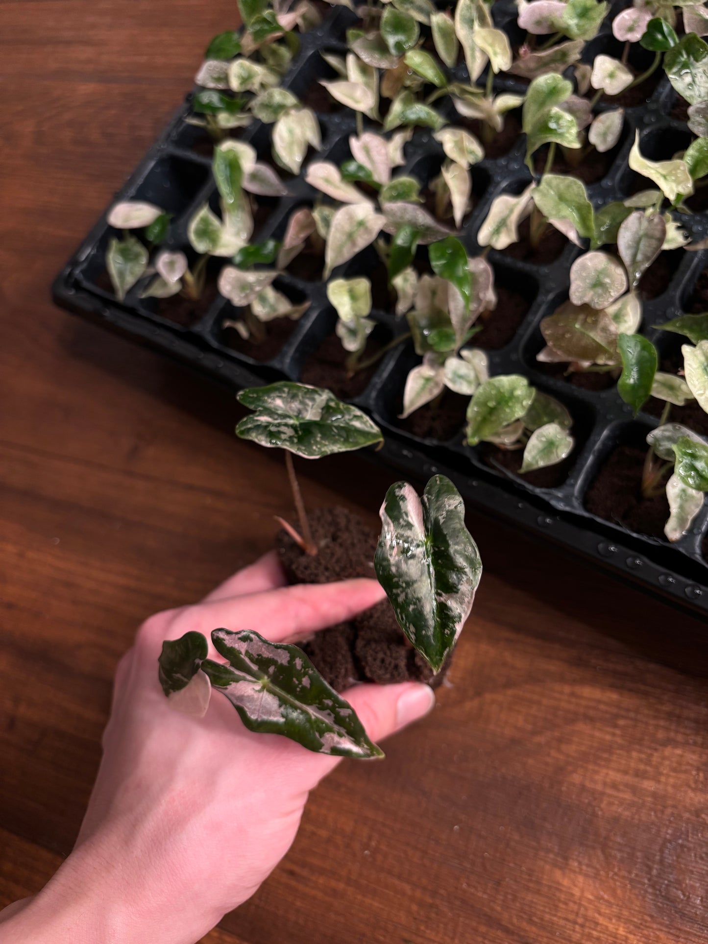 Alocasia nobilis pink variegated plug (tc)