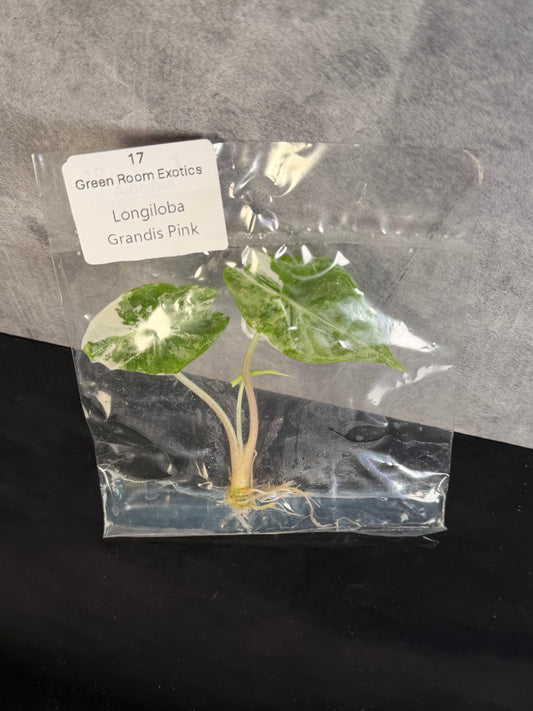 Aloacsia Grandis Pink Variegated - ships in 1-3 weeks growers choice