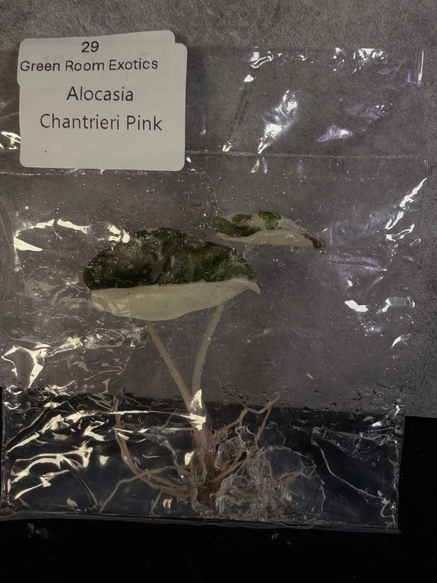 Aloacsia chantrieri pink variegated - ships in 1-3 weeks growers choice tissue culture