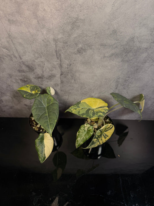 Alocasia Maharani Aurea 3" pot
