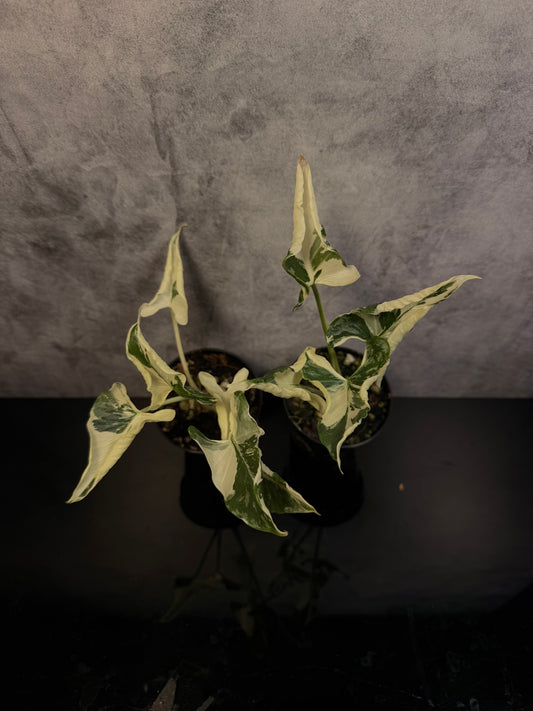 Alocasia Triangularis Albo 3" pot