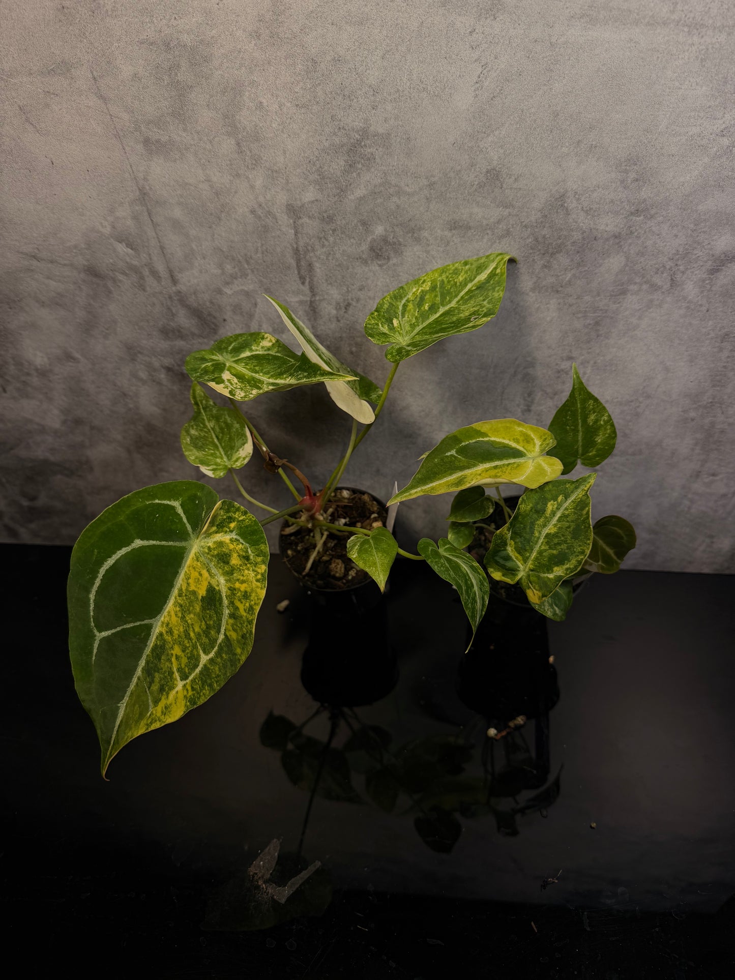 Anthurium Magnicifum x Forgetti 3" pot growers choice