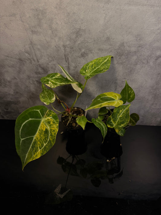 Anthurium Magnicifum x Forgetti 3" pot growers choice