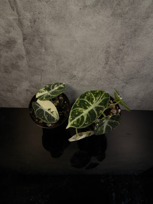 Alocasia Ninja Albo 3" pot