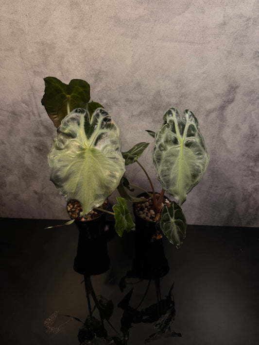Alocasia Venom 3" Pot