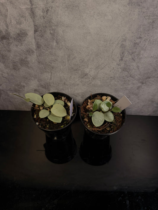 Hoya Grey Fairy 3" pot growers choice