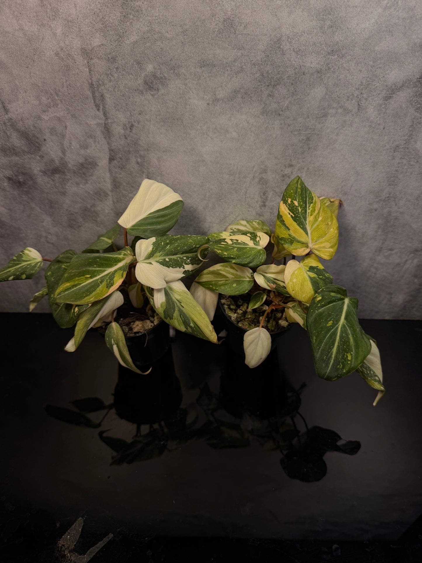 Philodendron Gloriosum 3" pot growers choice