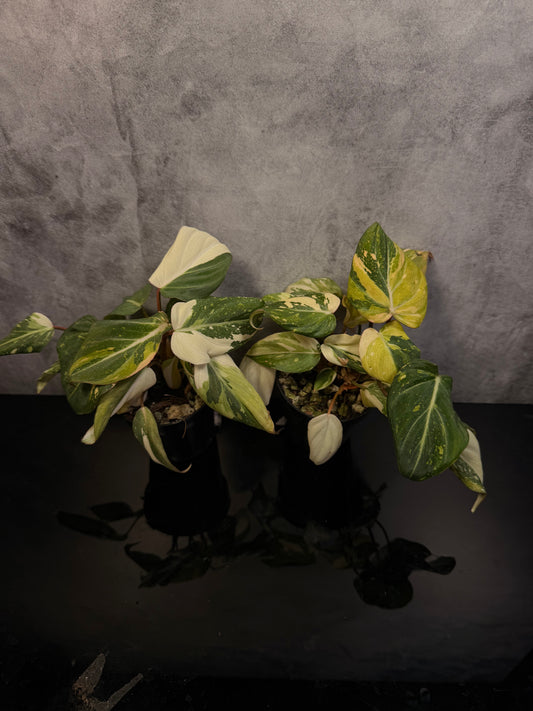 Philodendron Gloriosum 3" pot growers choice