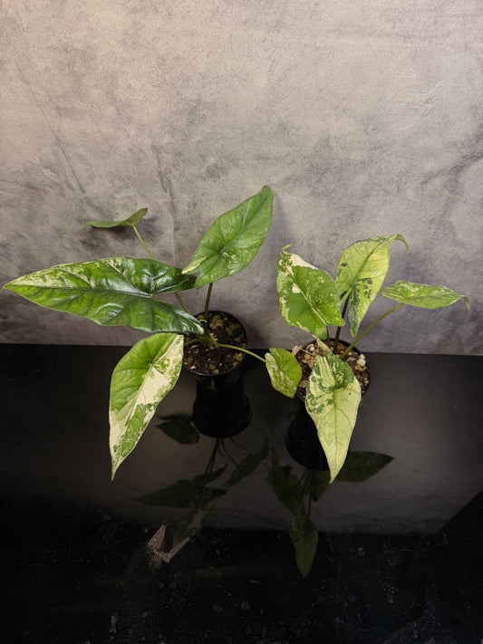 Alocasia Simpo Albo 3" pot