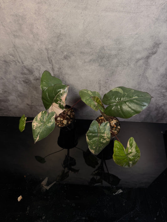 Alocasia Yucatan Princess Variegated 3" pot