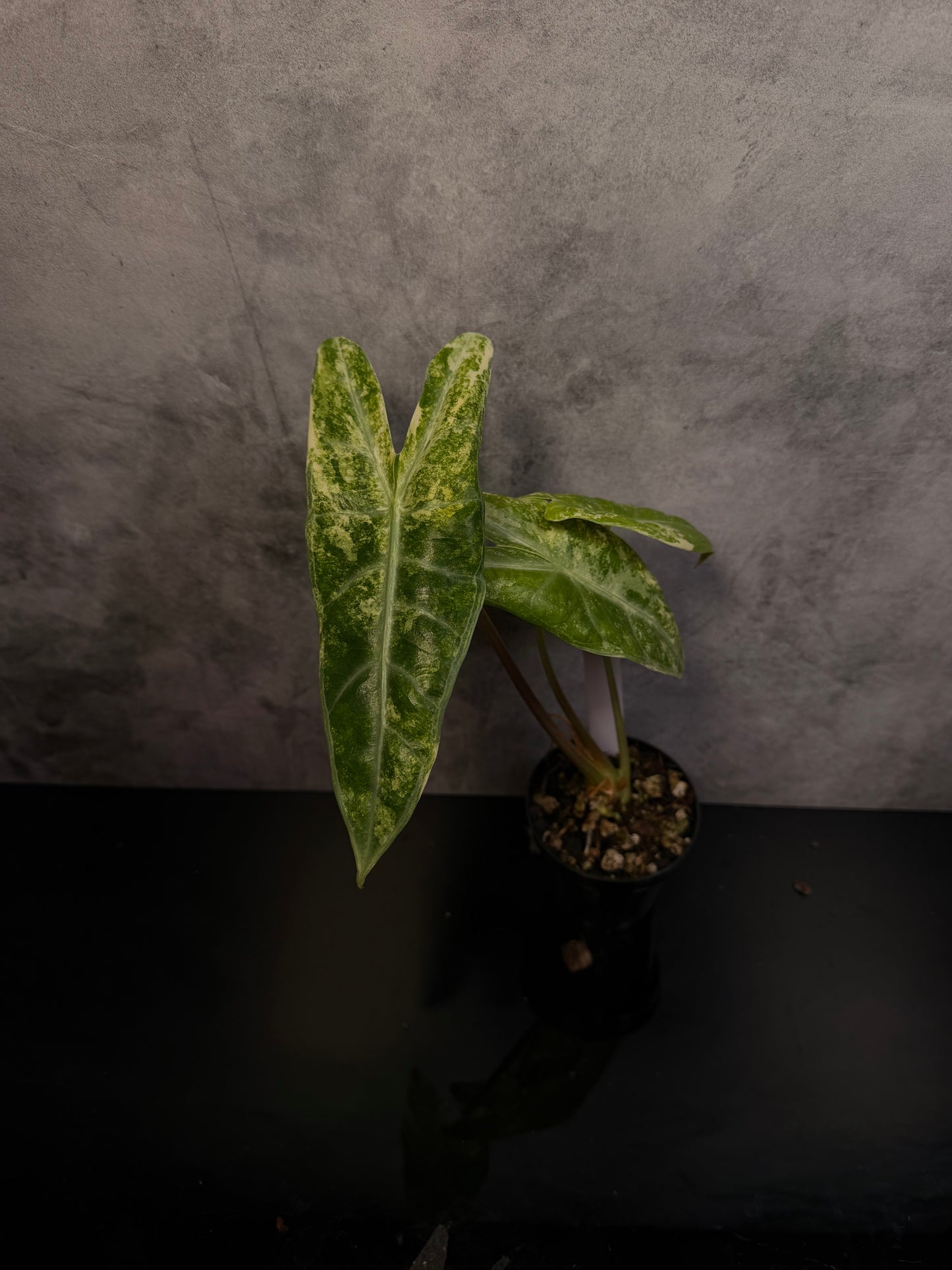 Alocasia Longiloba sp. Borneo Aurea 3" pot growers choice
