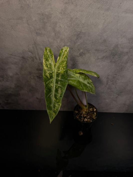 Alocasia Longiloba sp. Borneo Aurea 3" pot