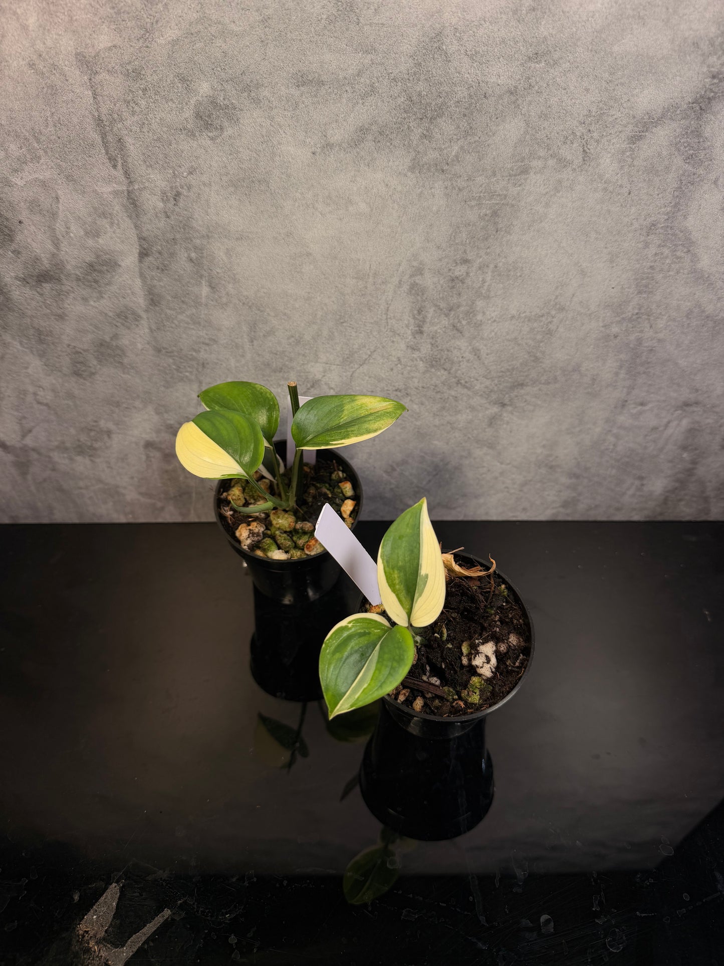 Scindapsus Blue Albo 3" pot growers choice