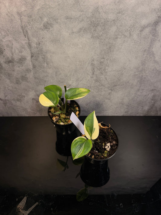 Scindapsus Blue Albo 3" pot growers choice